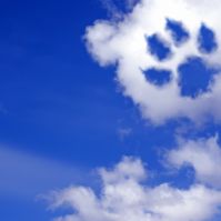 Do All Dogs Go to Heaven? Animals and the Afterlife