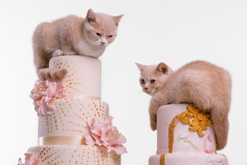 Cats on Wedding Cakes
