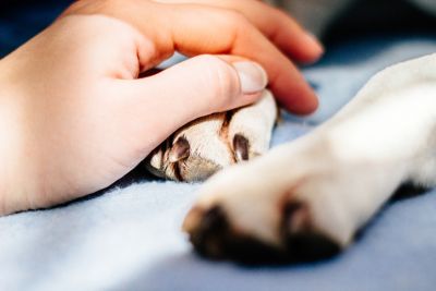 Comforting a Pet