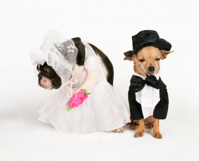 Dogs Dressed for a Wedding