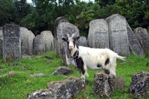 Cemetery hires herd of goats to clear weeds