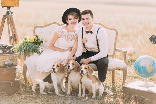 Groom, Bride, and Three Dogs