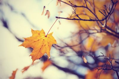 A Maple Leaf Falling
