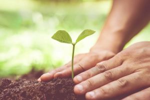 Person Planting Tree to Honor Loved One