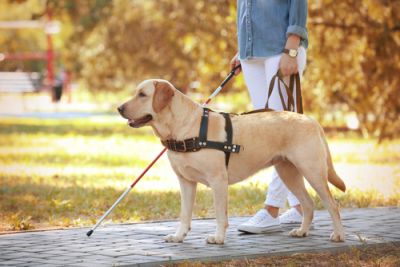 Service Dog Assisting Blind Person