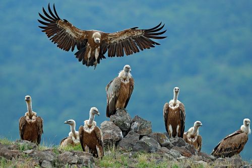 A committee of vultures perched on rocks
