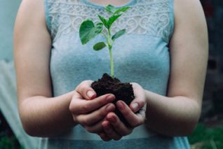 Woman Holding Seedling to Plant