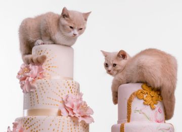 Alternatives To Working Your Pet Into Your Big Day