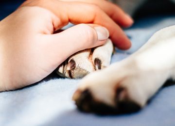 Grief Is Universal: Helping Your Pets Cope With Loss