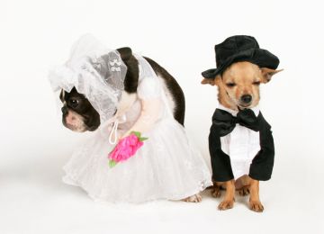 How Pet Parents Throw Weddings