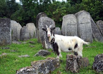 Goats Head Up Congressional Cemetery Maintenance Crew