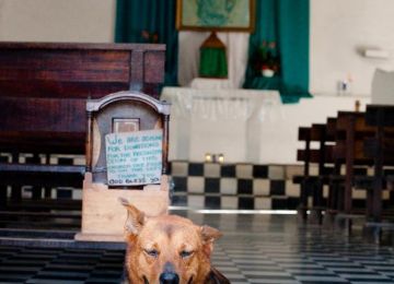 Pastor Pooch