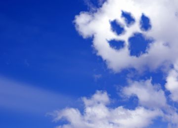 Do All Dogs Go to Heaven? Animals and the Afterlife