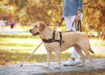 Service Animals and Your Wedding: What You Need To Know