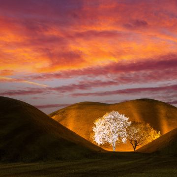 Tamara Carol Mohr, ULC Minister
