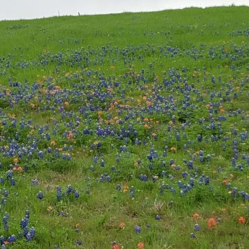 Laura Molloy, ULC Minister