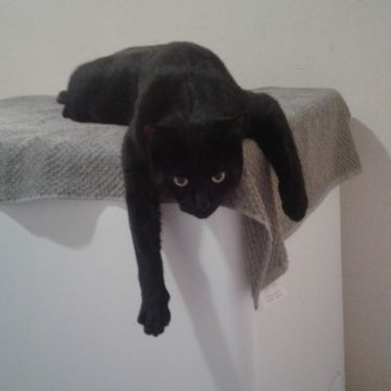 Frater Mandrake, ULC Minister