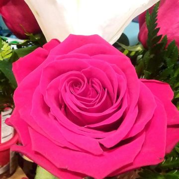 Min.Weaver, ULC Minister