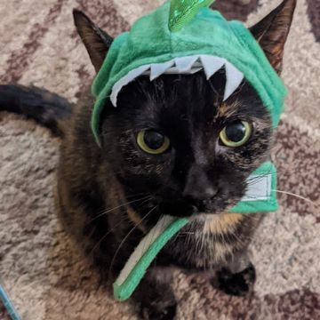 Timothy Tuttle, ULC Minister