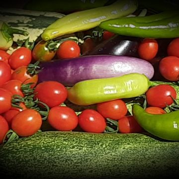 Seed of Life Ministry, ULC Minister