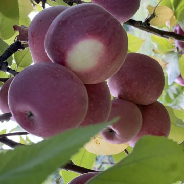 Minister Vlahos, ULC Minister