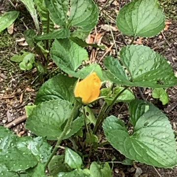 Rosemarie, ULC Minister