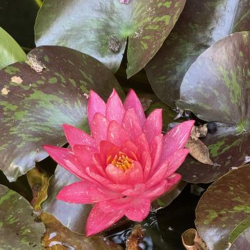 Adinamarie Lindbloom, ULC Minister