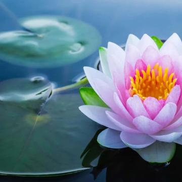 Ana Alvizar, ULC Minister