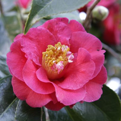The Alabama state flower, the Camellia
