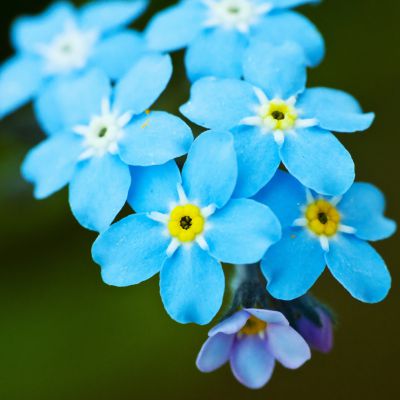The Alaska state flower, the Forget-Me-Not