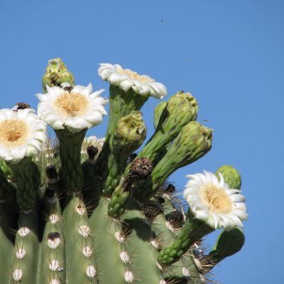 The Arizona state flower, the Saguaro Cactus Blossom