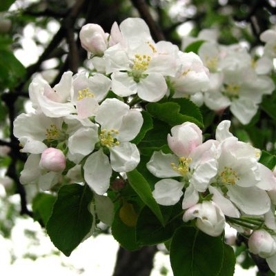 The Arkansas state flower, the Apple Blossom