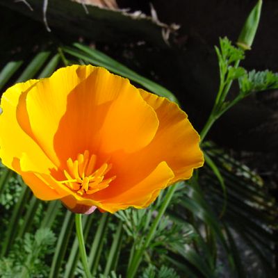 The California state flower, the California Poppy