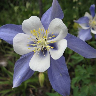 The Colorado state flower, the Rocky Mountain Columbine