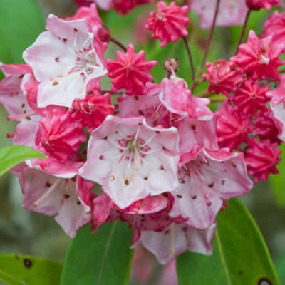 The Connecticut state flower, the Mountain Laurel