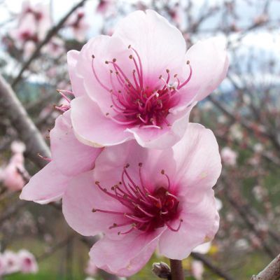 The Delaware state flower, the Peach Blossom