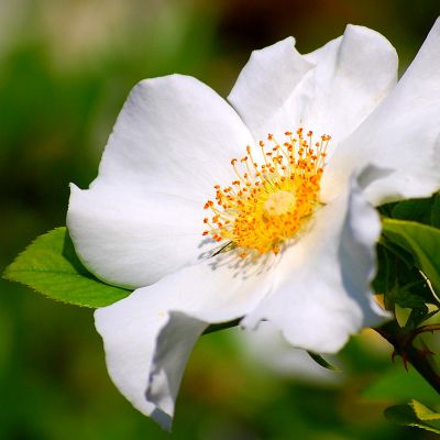 The Georgia state flower, the Cherokee Rose