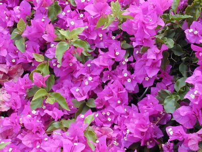 The Guam state flower, the  Bougainvillea Spectabilis