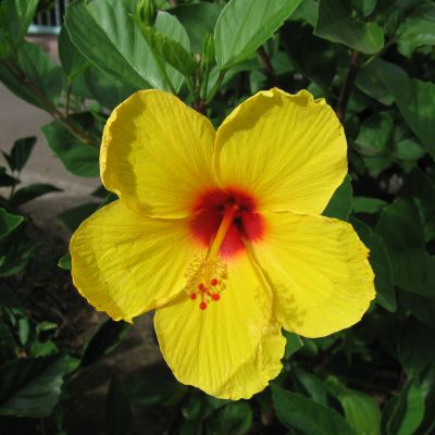 The Hawaii state flower, the Hawaiin Hibiscus