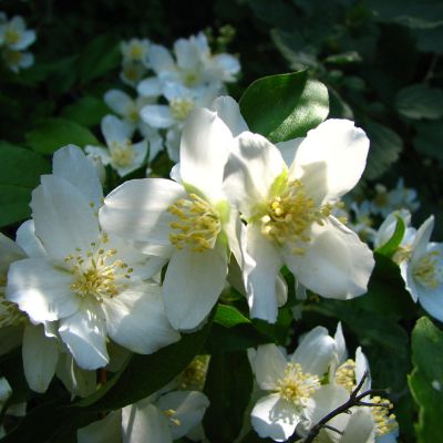 The Idaho state flower, the Syringa