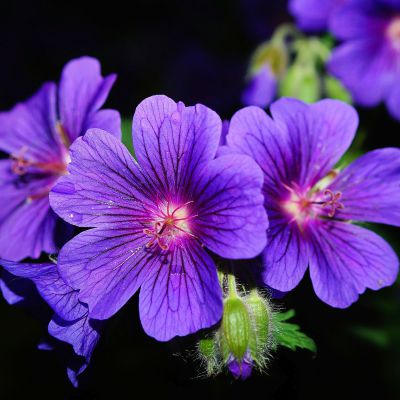 The Illinois state flower, the Violet