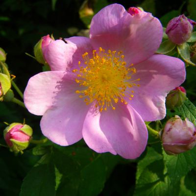 The Iowa state flower, the Prairie Rose