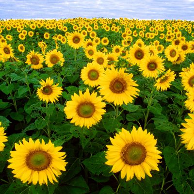 The Kansas state flower, the Sunflower