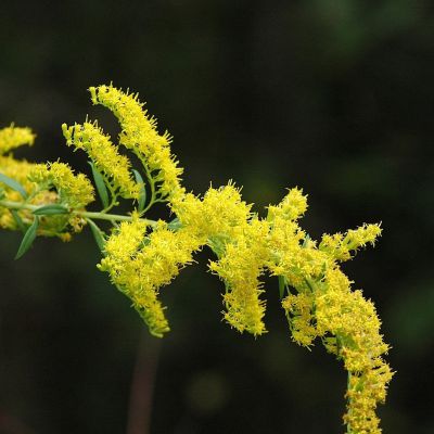 The Kentucky state flower, the Goldenrod