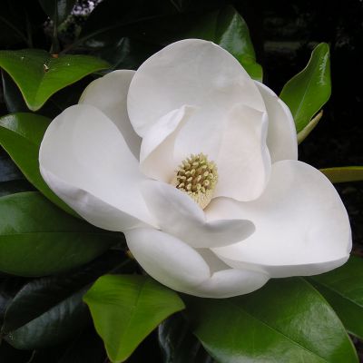The Louisiana state flower, the Magnolia