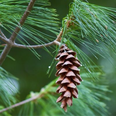 The Maine state flower, the White Pine Cone