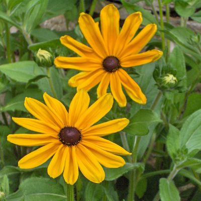 The Maryland state flower, the Black-Eyed Susan