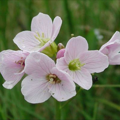 The Massachusetts state flower, the Mayflower