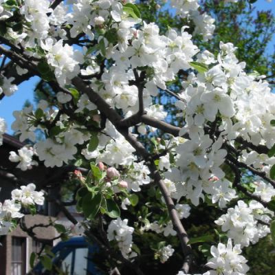 The Michigan state flower, the Apple Blossom