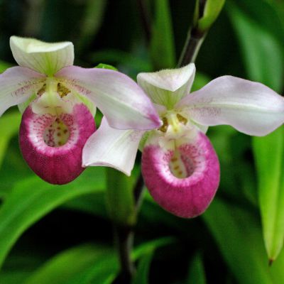 The Minnesota state flower, the Pink Lady Slipper
